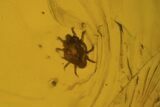 Fossil Ant, Mite & Wasp In Baltic Amber #84651-4